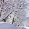 凍る桜並木