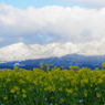 雪山と菜の花