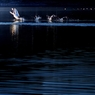 SWAN　D-MODE!!