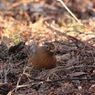 田貫湖のガビチョウ？