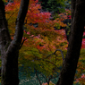 祖谷渓の紅葉
