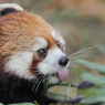 多摩動物公園