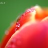 花びらdrops♪