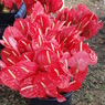 DSC00843