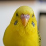 大吉くん