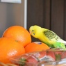 オレンジと大吉くん