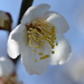 梅花