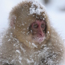 雪にまみれて2