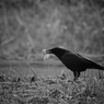 Black Bird  #01