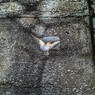 white pigeon