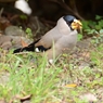 イカル（斑鳩）　♂
