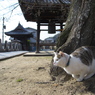 尾道猫26