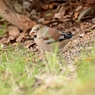 イカル（斑鳩）♀