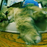 ちー