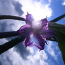 茄子の花と太陽