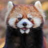 多摩動物公園