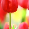 SPRING COME SOON...