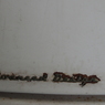 rw0491