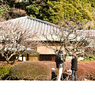 2013年2月9日_新宿御苑