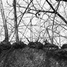added branches