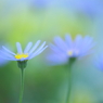Blue Daisy　