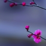 北野天満宮　紅梅　２