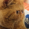 新入りさん　-もっと平-