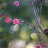 紅梅