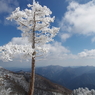 桧塚奥峰の一本木