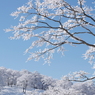 輝く霧氷の丘