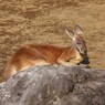 休憩中のアカカンガルー
