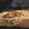 キツネのようで、犬のようで。ドールという名前の動物。