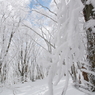 雪と氷の森