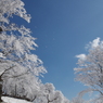 風、霧氷の森を走る