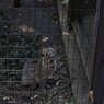 上を向く、ツシマヤマネコ