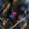 2013年　梅の花