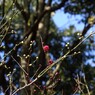 2013年　梅の花