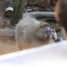 撫でてもらって嬉しそうなカピバラ