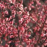 春のうわさ
