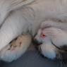 すーすー