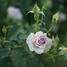 静かな薔薇