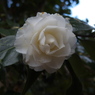 フランス白4724