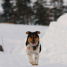 単犬、雪原を走る