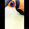toco toucan
