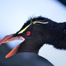 怖いペンギン