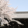 桜咲く