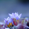 _DSC5523_R