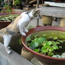 仔猫の好奇心