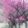 緋寒桜