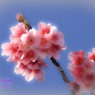 緋寒桜2